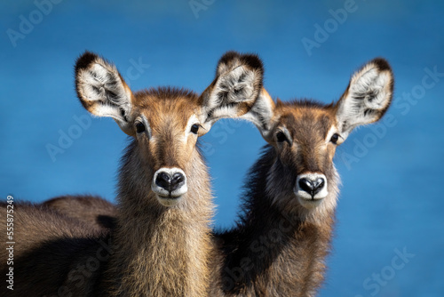 Close-up of two female common waterbuck side-by-side photo