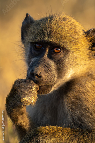 Close-up of chacma baboon looking at camera © Nick Dale