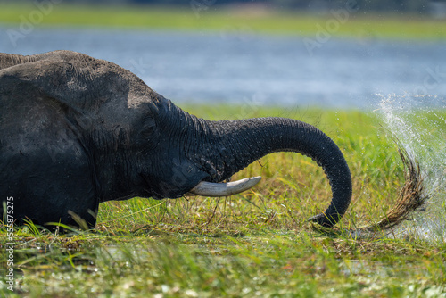 Close-up of African bush elephant washing grass