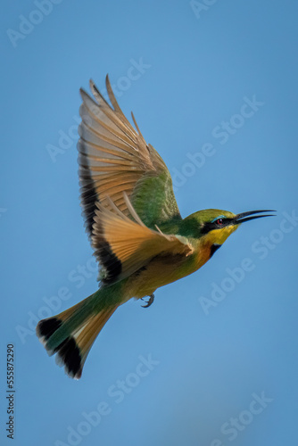Little bee-eater flaps wings in blue sky