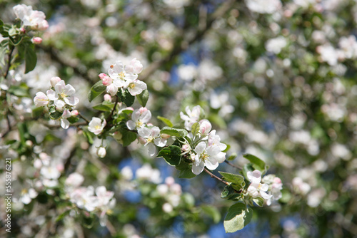 Blossoming branch of an apple tree on a background of foliage.