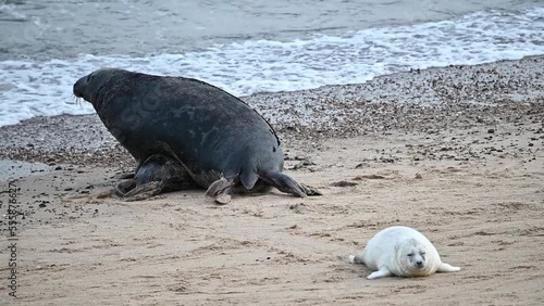 Grey Seal Male and female prepaing for mating on the beach at Horsey Gap, Norfolk, England photo