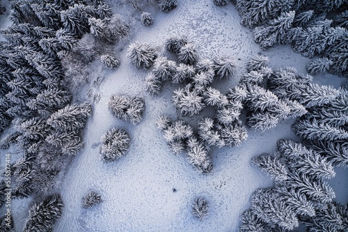Winter forrest