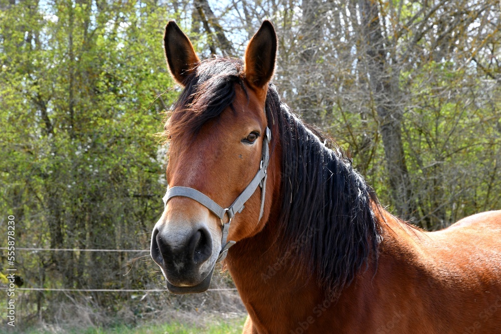 cheval de trait nous regardant avec sa belle robe brune et sa crinière noire prêt d'Issoire dans le puy de dôme