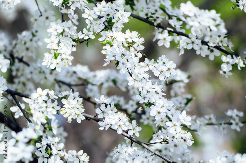 Plum spring flowers