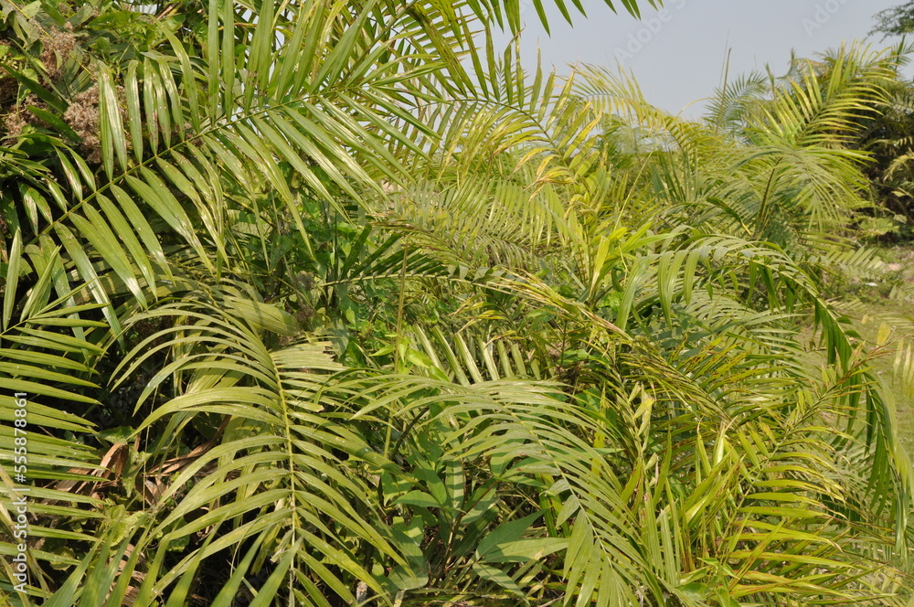 Fototapeta premium Cane tree