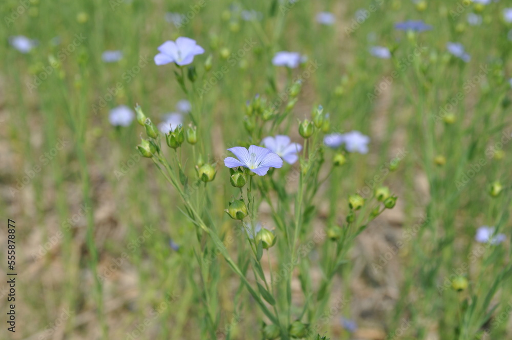 flowers in the grass flowers in the grass