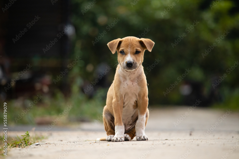 Roadside street puppy