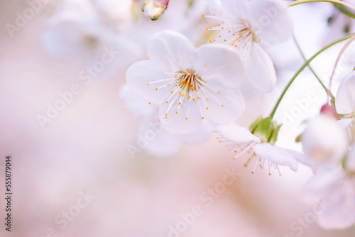 Cherry spring flowers