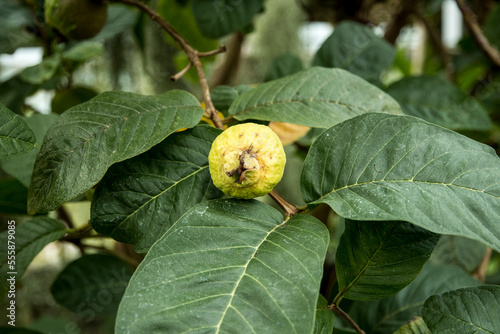 Psidium guajava- common guava