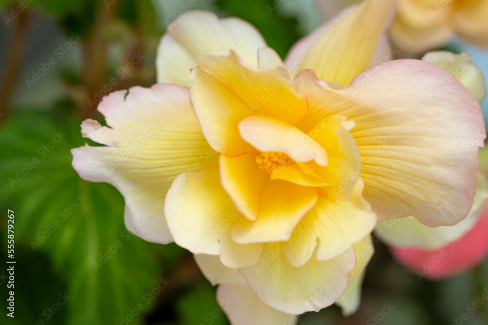 Fototapeta premium Lovely tuberous begonia blooms on the balcony. Home flowers, hobbies, lifestyle.