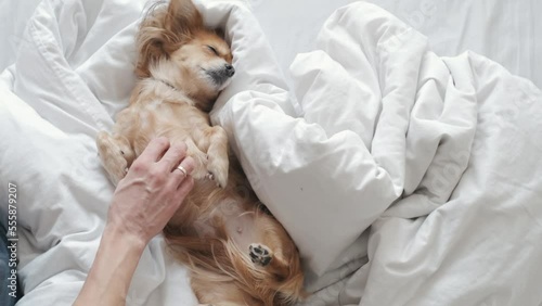Chihuahua dog male owner caress stroking his pet lying on back on bed and enjoying home atmosphere