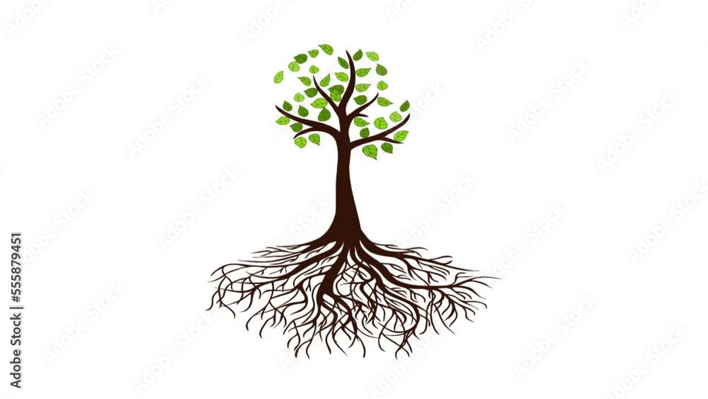 4K Tree growing animation, animated tree growth on white background
