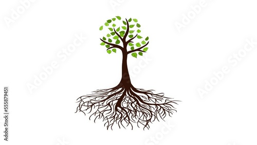 4K Tree growing animation, animated tree growth on white background