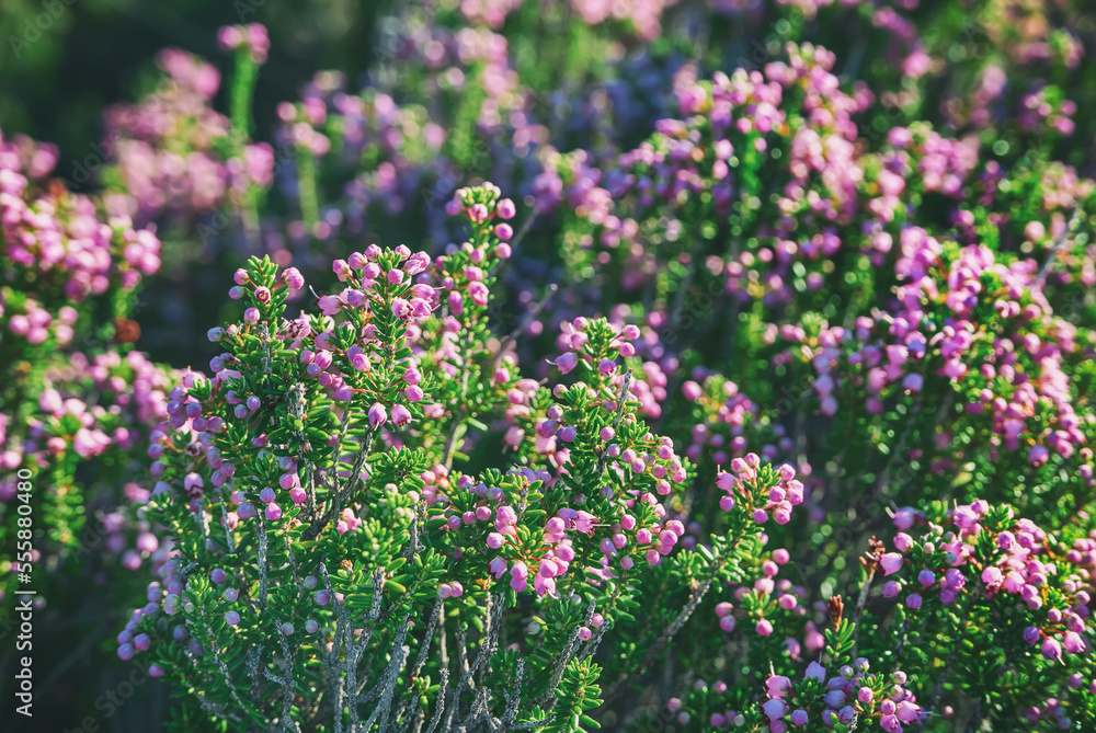 Obraz premium Blooming heather flowers