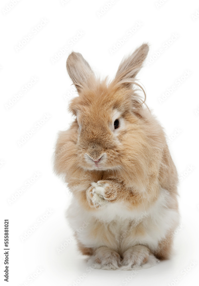 Fototapeta premium Cute rabbit on a white background. funny animal eating 