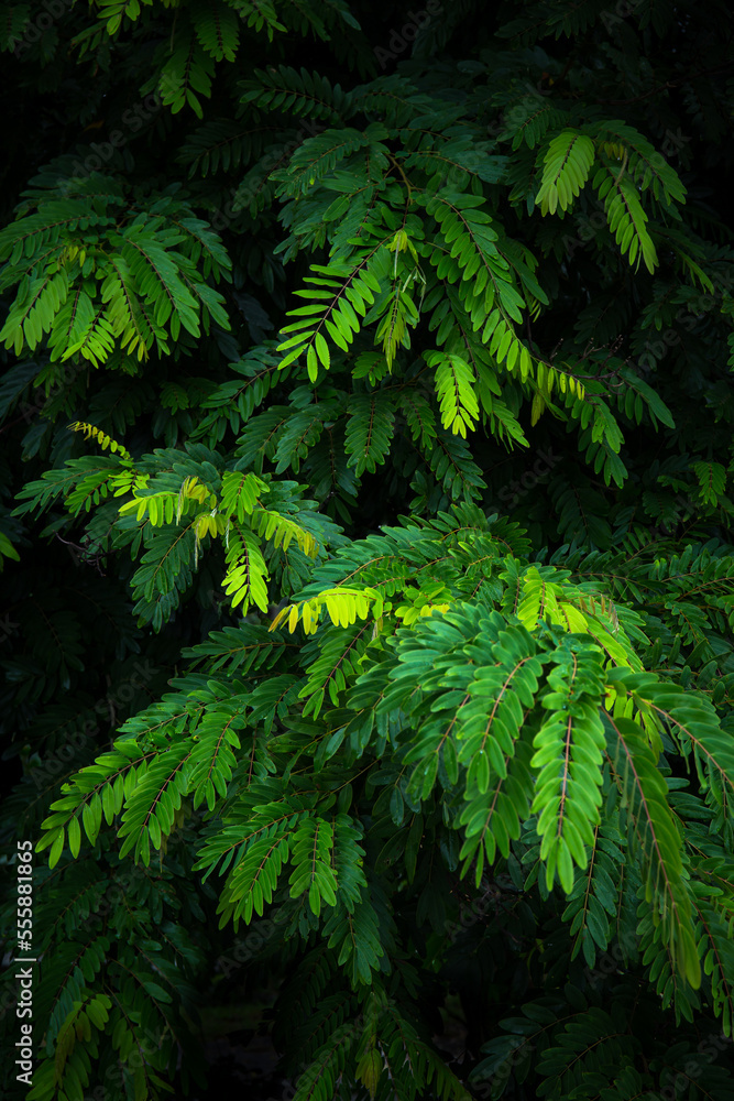Green leaves background for design backdrop. Green leaves background for design backdrop.