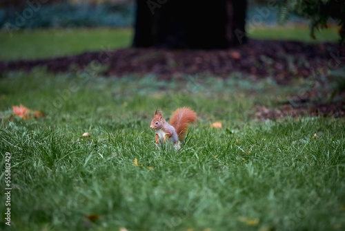Curious Squirrel © Lars Junker