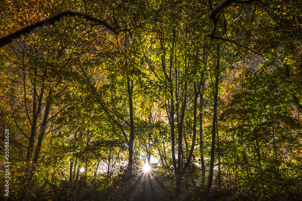 Abendspaziergang bei fasizinierender Lichtstimmung im Park, ist pure Erholung. Genieße die Ruhe und zauberhafte Lichtstimmung zwischen alten Bäumen und Sträuchern. Abschalten von der Hektik des Tages.