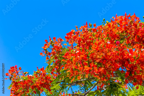 Fleurs de flamboyant sur fond de ciel bleu tropical 