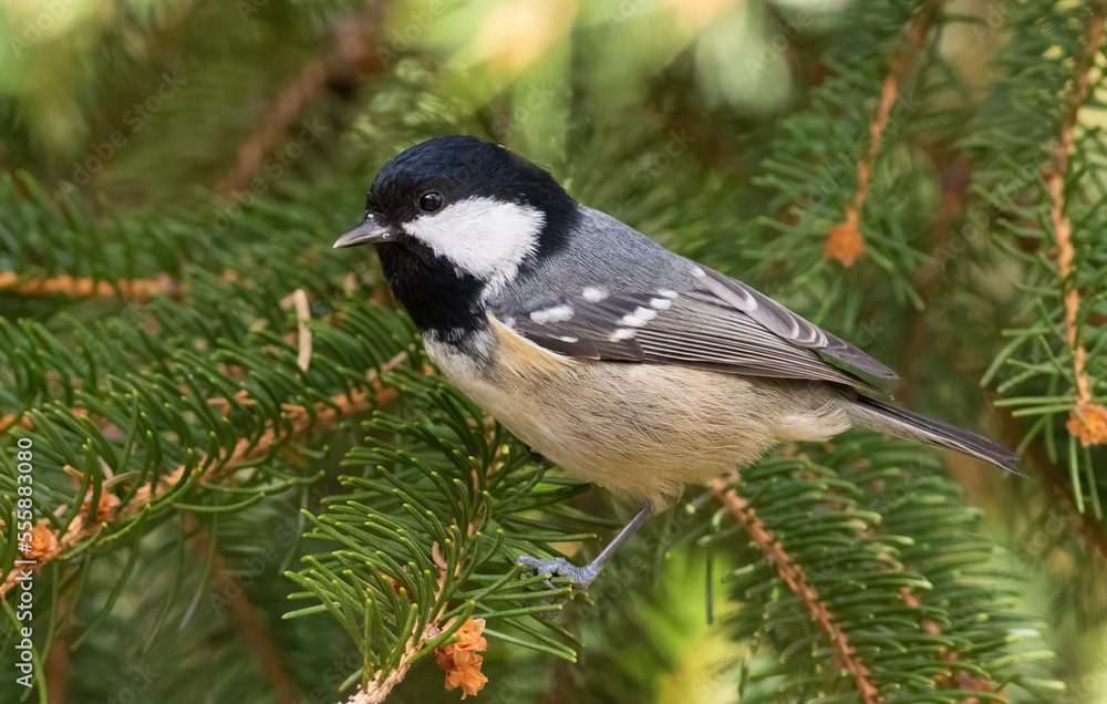 Coal tit, Periparus ater. A bird sits on a spruce branch Coal tit, Periparus ater. A bird sits on a spruce branch