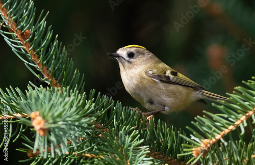 Goldcrest, Regulus regulus. A little bird sits on a spruce branch © Юрій Балагула