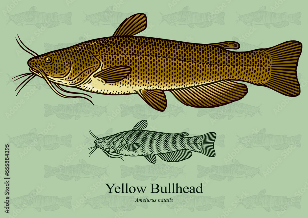 Yellow Bullhead. Vector illustration with refined details and optimized