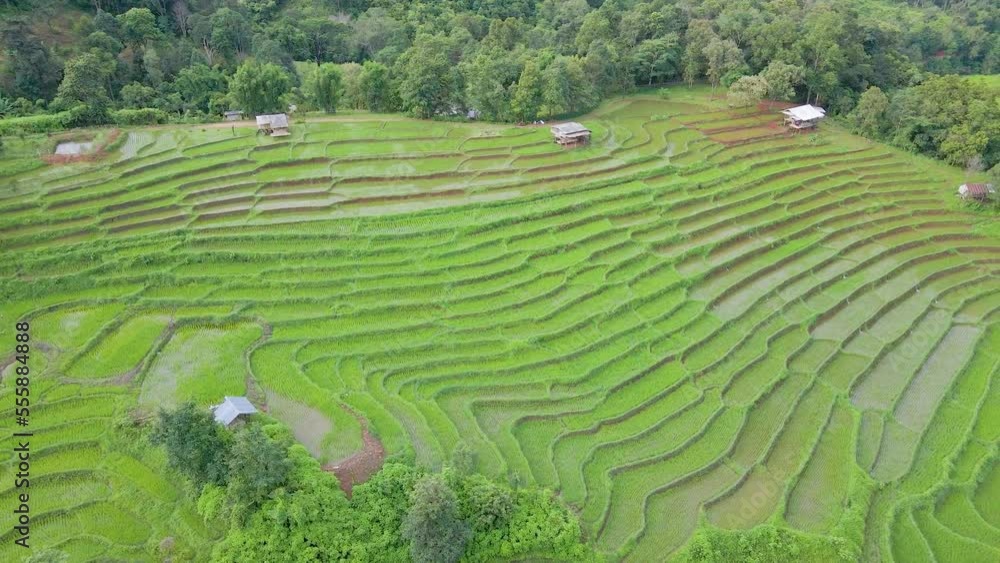 Aerial view of rice terraced field in the north of Thailand Aerial view of rice terraced field in the north of Thailand