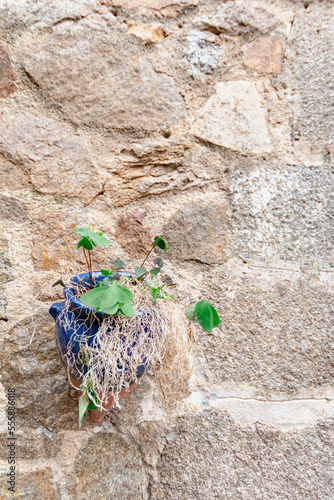 Textura de las piedras que forman la muralla del castillo de Vila Vella de Tossa de mar con una maceta azul sobre ella para decorar la pared con una verde planta.