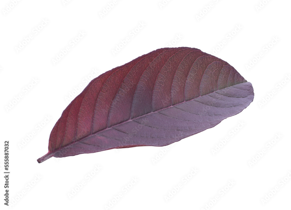 Fresh Guava leaf isolated transparent png Fresh Guava leaf isolated transparent png