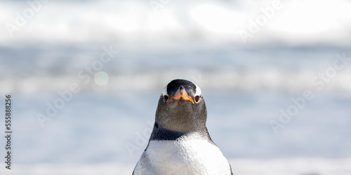 Close up photo of a gentoo penguin looking in the camera. Falklands.