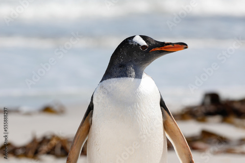 A close up portrait of a single gentoo penguin on a sandy beach. Falkdlands  Antarctica.