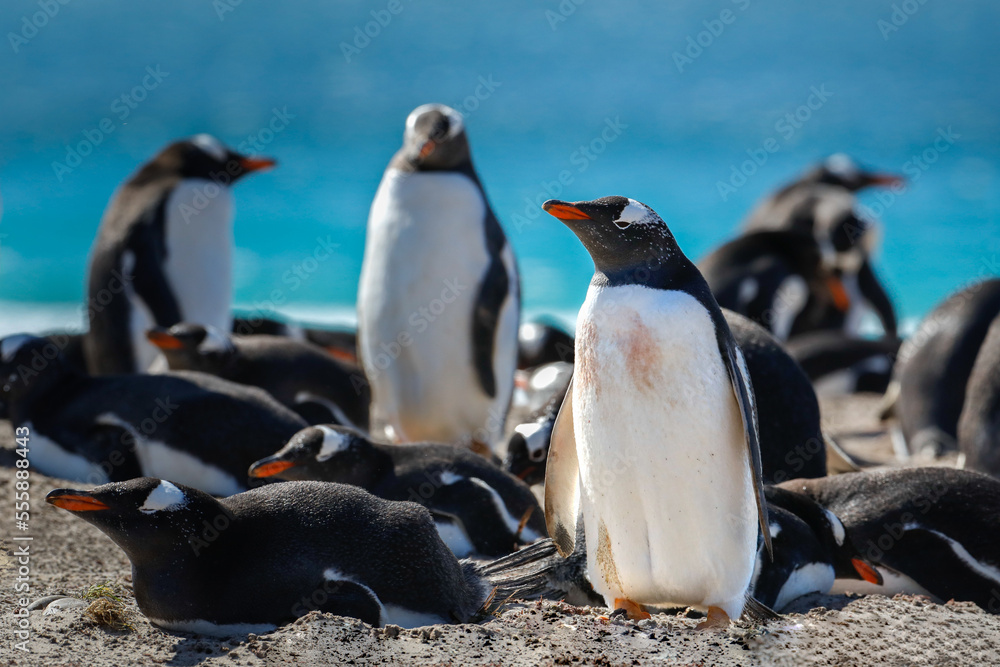 Obraz premium A group of gentoo penguins setting in the nesting area. Falklands.