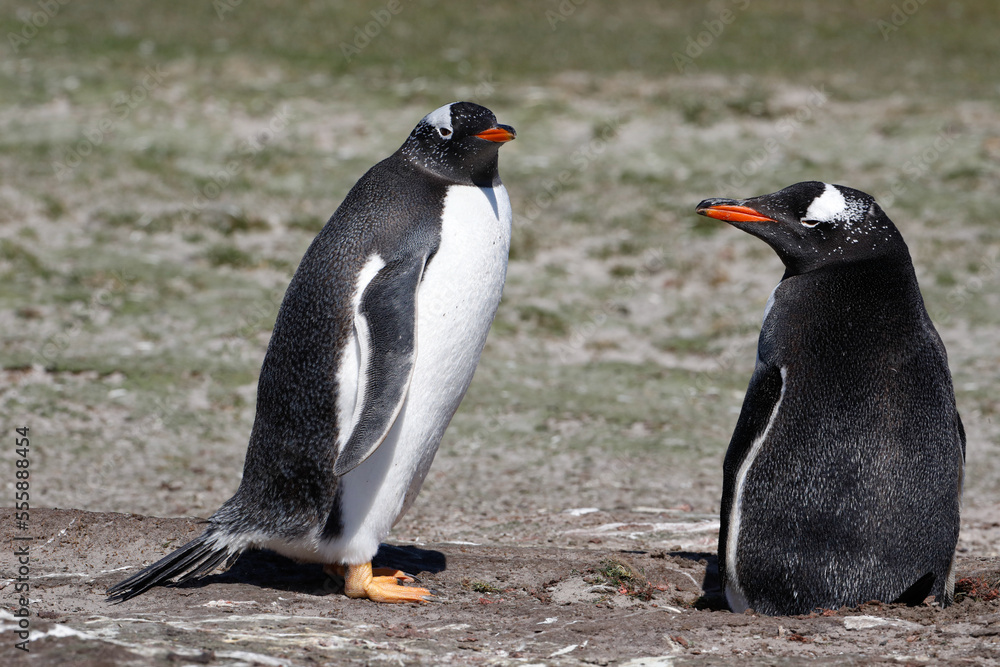 Naklejka premium A pair of gentoo penguins one the nest. Falklands.