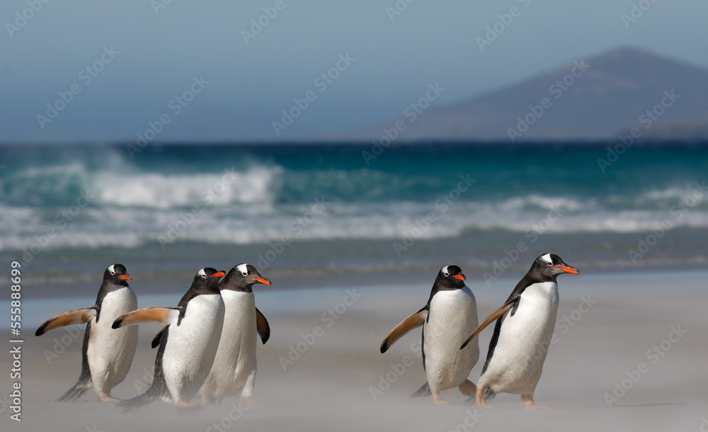 Fototapeta premium A group of five gentoo penguins walking on a sandy beach. Falkdlands, Antarctica.