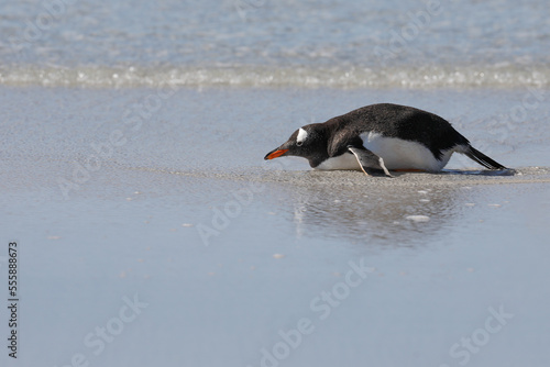 A single gentoo penguin lying in the water on a sandy beach. Falklands  Antarctica.