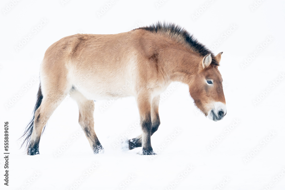 Przewalski's horse walking sideways, head down in the snow. Isolated wild horse in snowy winter landscape. Przewalski's horse walking sideways, head down in the snow. Isolated wild horse in snowy winter landscape.