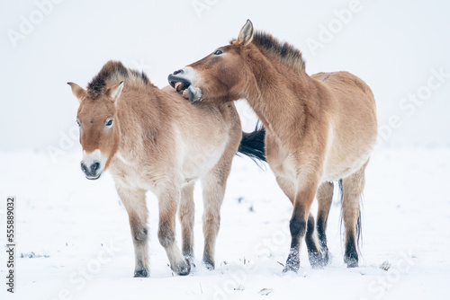 Two Przewalski's horses walking through the winter landscape. One horse is nibbling the other. Snow with mongolian horse. © Stanislav Duben