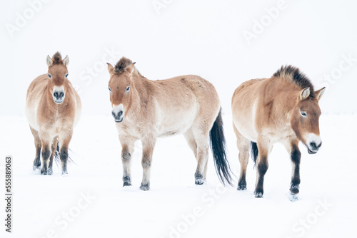 Three Przewalski's horses in a white snowy winter landscape. Winter photographic art. Isolated wild horses on white background.