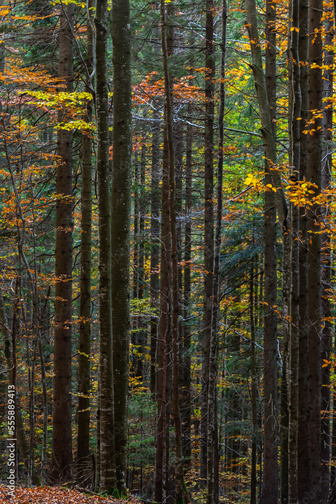 Fototapeta premium beautiful autumn beech forest. Carpathians in Ukraine. Dovbush rocks