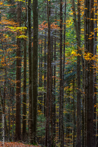 beautiful autumn beech forest. Carpathians in Ukraine. Dovbush rocks