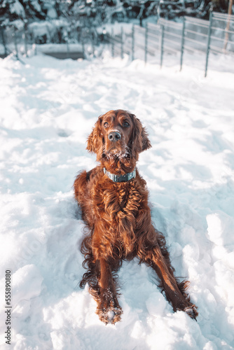 Active happy Irish Setter dog playing in the snow on the nature in winter park in freezy winter time. Friendship and love. 