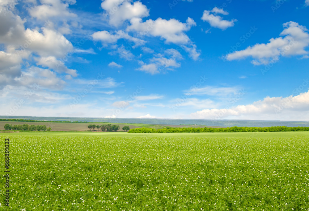 A green pea field and a cloudy blue sky.