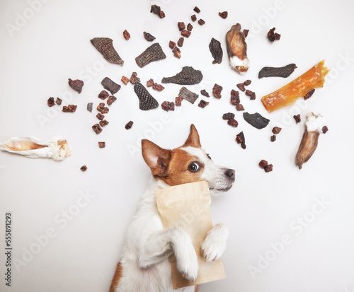 Fotografia, Obraz the dog holds a bag of treats in its paws