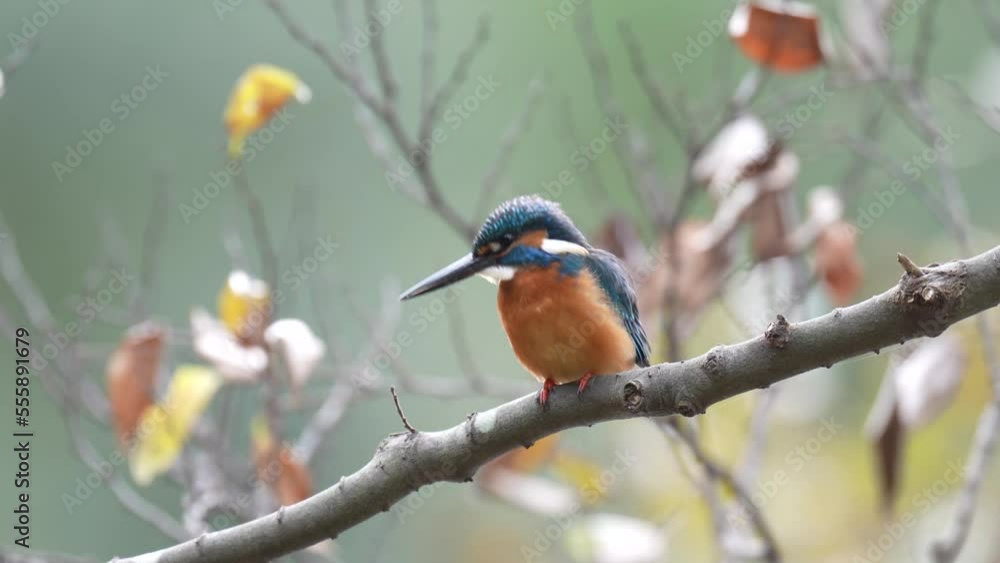 kingfisher is hunting a fish kingfisher is hunting a fish