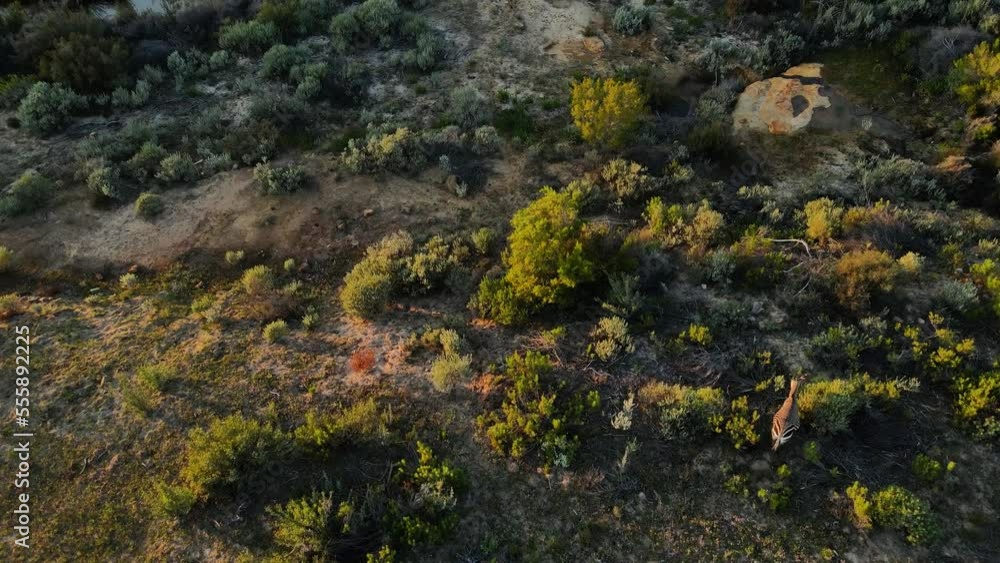 Aerial view of Cape Mountain Zebra (Equus zebra zebra) vulnerable species in Cederberg, Western Cape, South Africa. Aerial view of Cape Mountain Zebra (Equus zebra zebra) vulnerable species in Cederberg, Western Cape, South Africa.