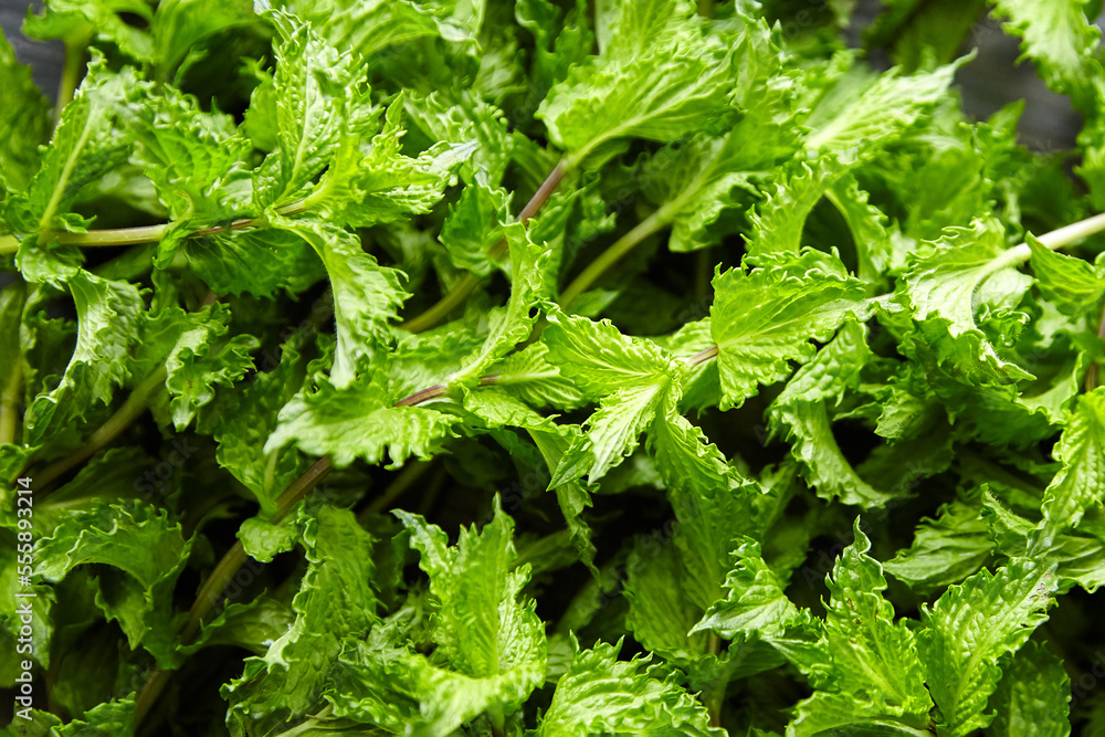 Fresh mint herb leaves texture background. Green mint plant
