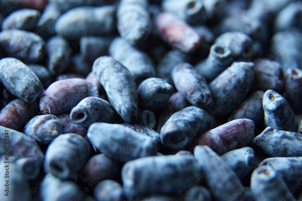 Honeysuckle (Lonicera caerulea) berry harvest, food background. Blue honeysuckle berries Honeysuckle (Lonicera caerulea) berry harvest, food background. Blue honeysuckle berries