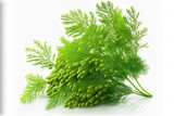 Fresh green dill in a bunch, isolated against a white background. Generative AI