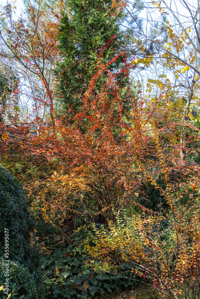 Red, green and purple leaves on curved branches of barberry Berberis thunbergii Atropurpurea against blurred background of evergreens. Selective focus. Landscaped garden. Nature concept for design. Red, green and purple leaves on curved branches of barberry Berberis thunbergii Atropurpurea against blurred background of evergreens. Selective focus. Landscaped garden. Nature concept for design.